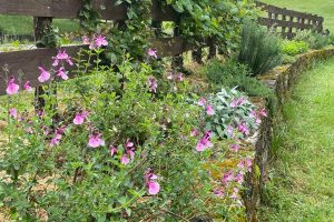 Une palissade-jardin – Tarn